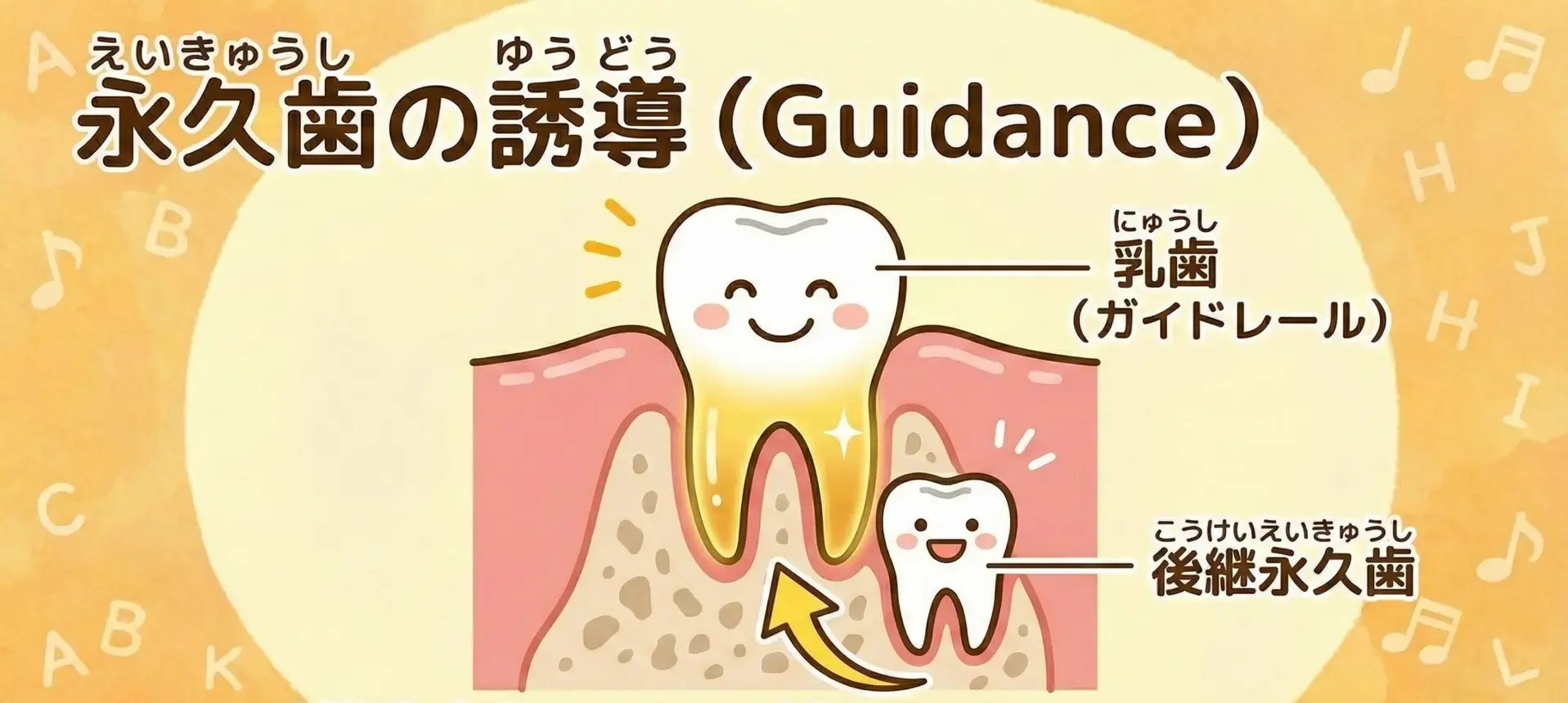 永久歯の誘導